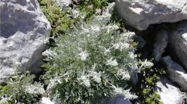 Pianta Genepì (Artemisia petrosa subsp. Ariantha