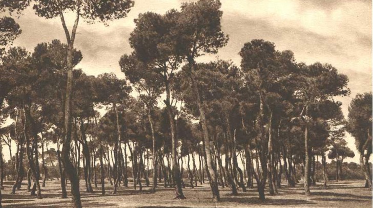 La pineta dannunziana a Pescara