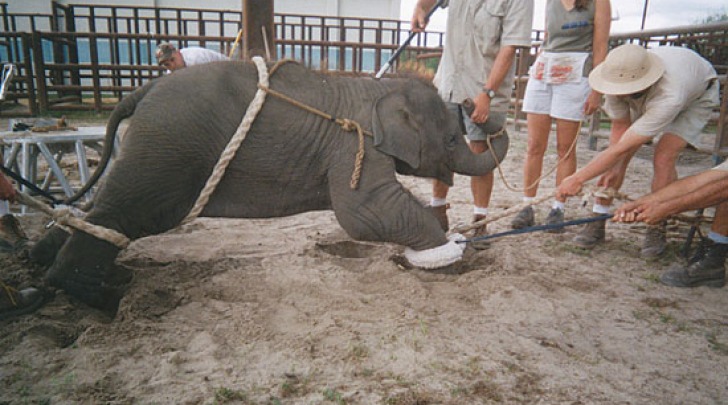 elefante maltrattato