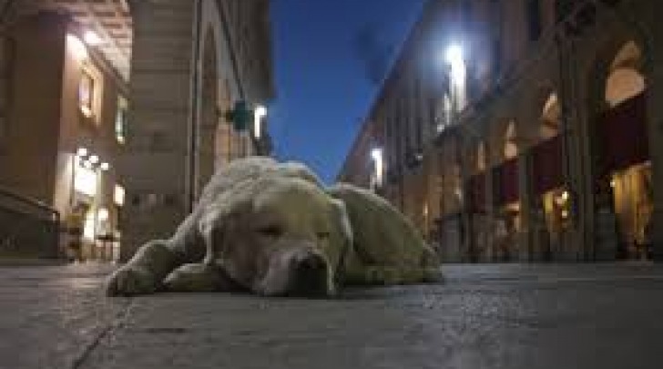 Il cane Biancone