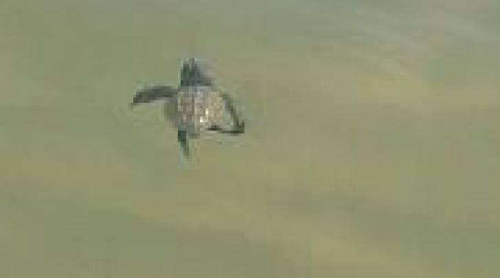 Una piccola tartaruga che prende il mare