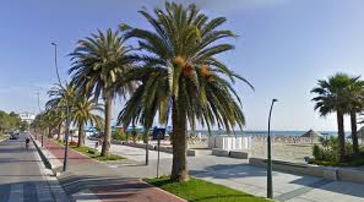 Palme sul lungomare di Roseto