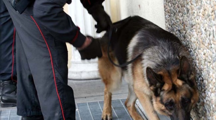 unita&#768; cinofila carabinieri