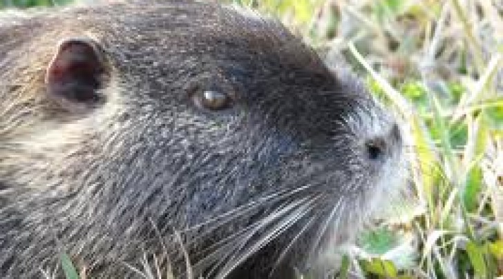 Una nutria - foto di repertorio