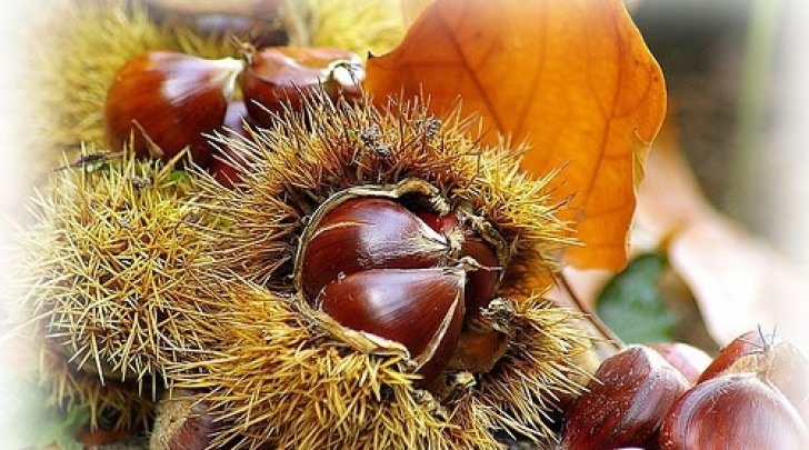 Castagne di tipo "roscetta"