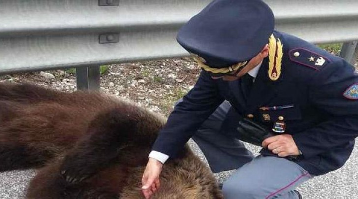 L'orso investito sull'A24