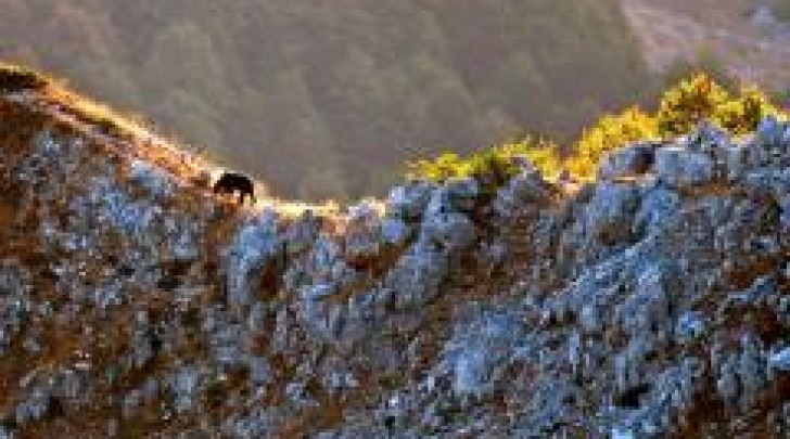 Orso sul monte serrone - foto di Paolo Forconi