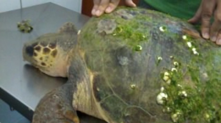 La tartaruga ritrovata a Francavilla