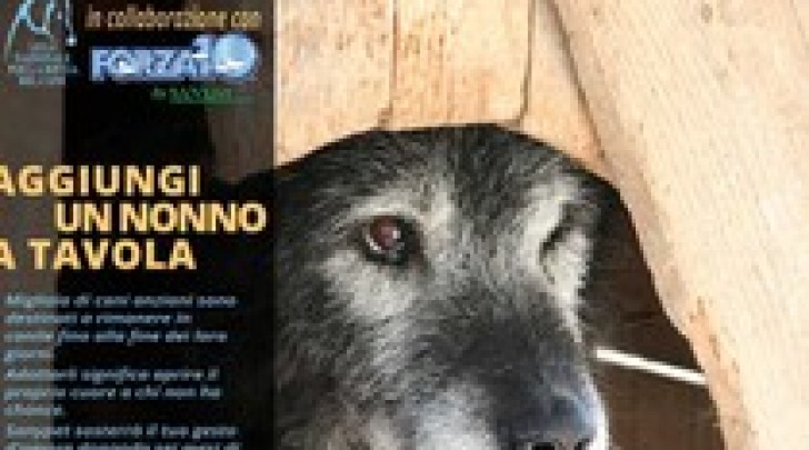 Manifesto adozione cani anziani