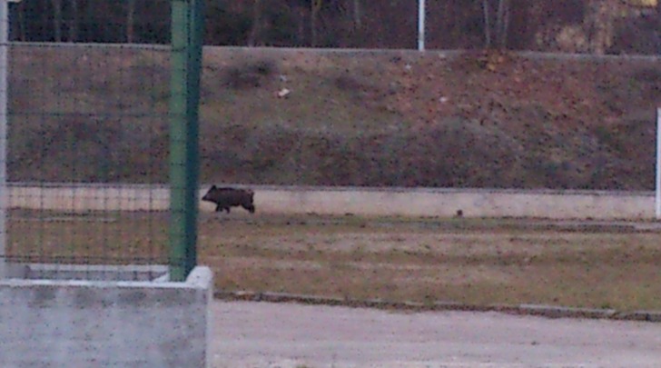 Cinghiale nel Parco Giochi