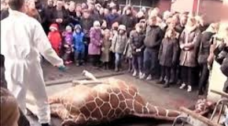 Abbattimento giraffa Marius
