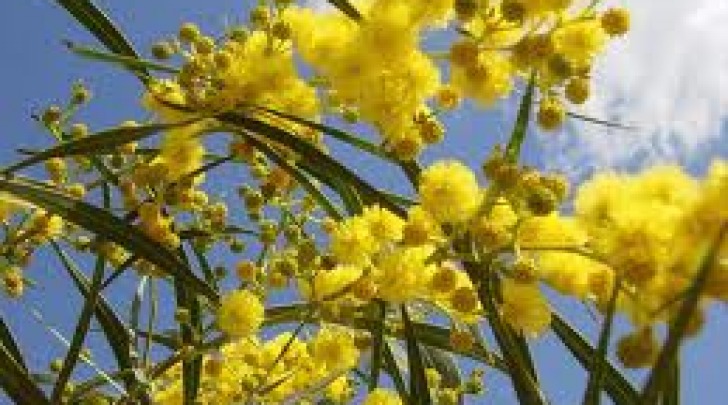 mimose