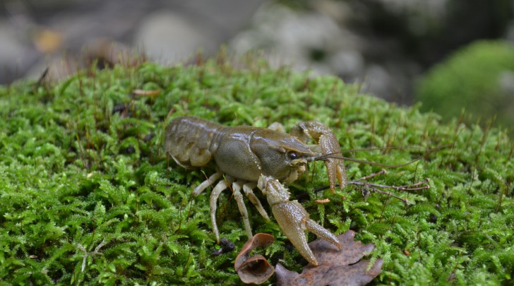 Gambero di fiume