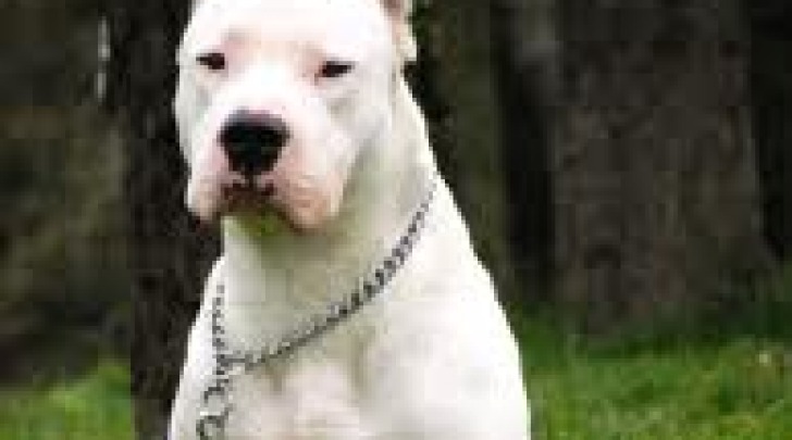 Dogo argentino