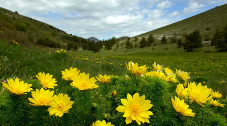 Adonis vernalis