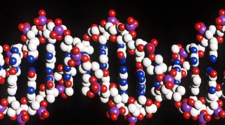 Dna artificiale con due 'lettere' in più