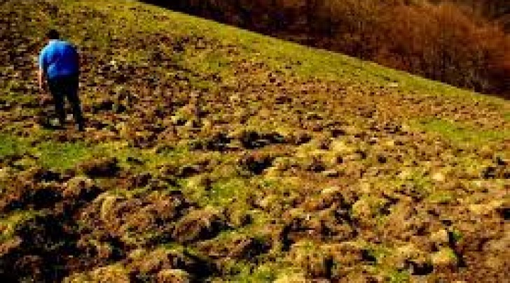 Campo danneggiato da cinghiali