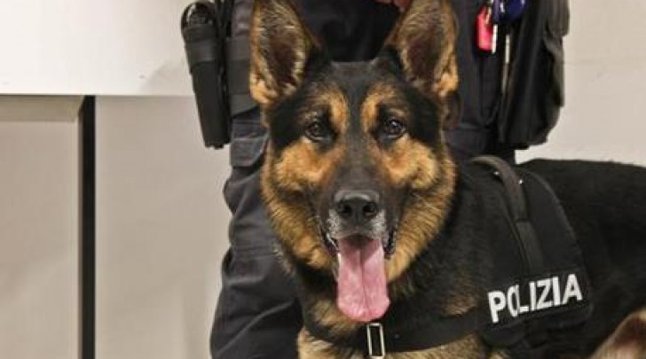 Jasso unità cinofila polizia