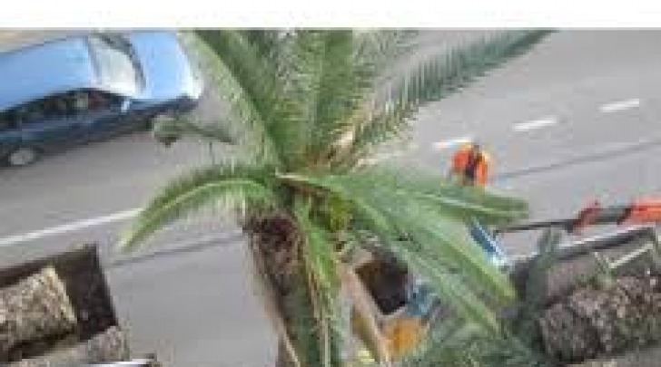 abbattimento palme