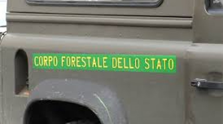 Corpo Forestale dello Stato