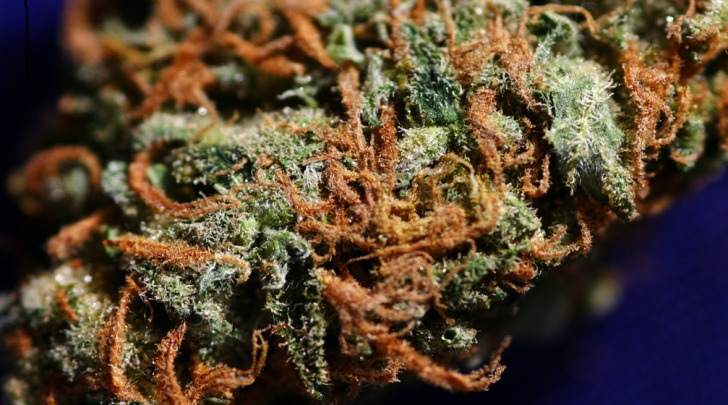 Marijuana Amnesia