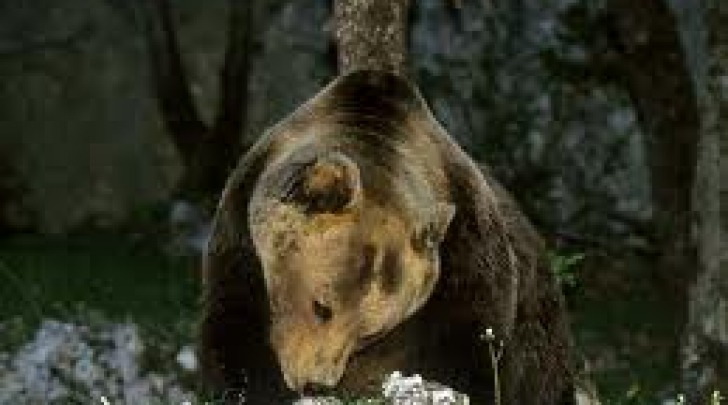 Orso marsicano