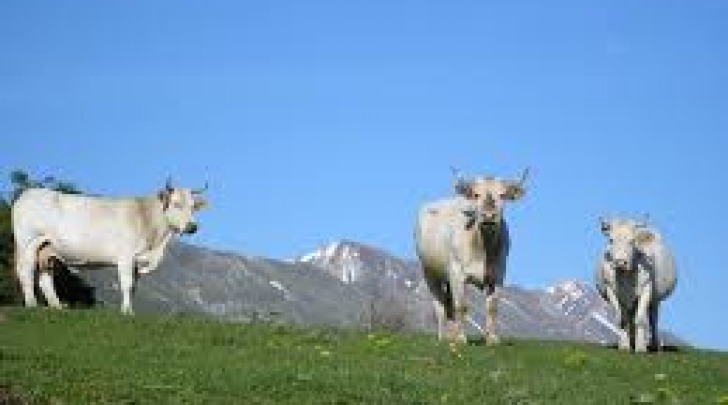 Pascoli Gran Sasso