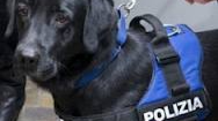 unità cinofila polizia