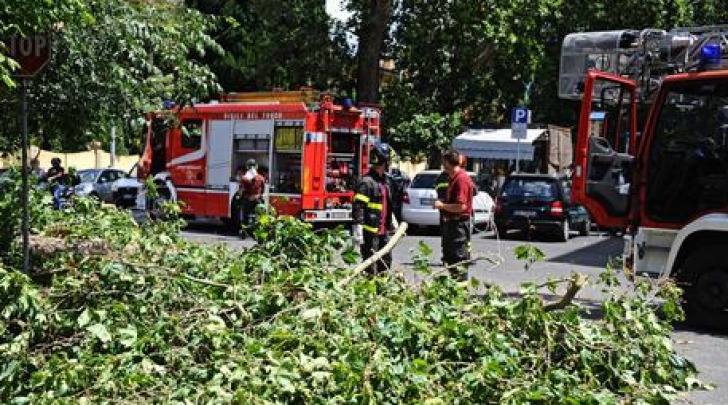 Interventi per caduta alberi- foto ansa