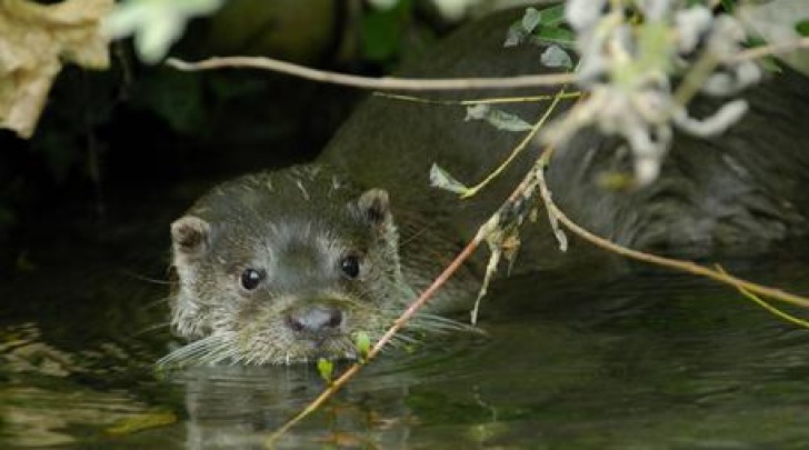 lontra europea