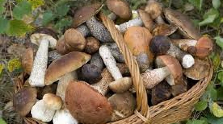 funghi