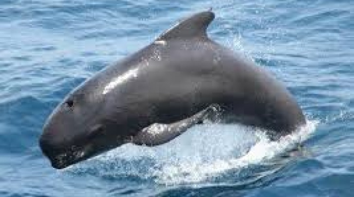 cetaceo