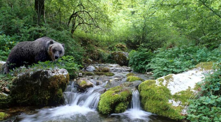 Orso MArsicano