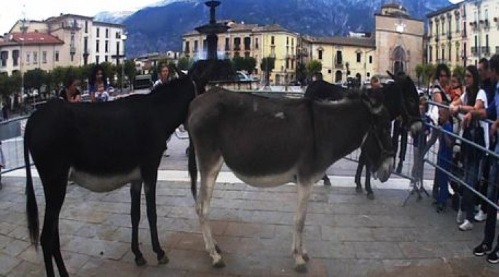 Asini Gino, Carmela e Teresa