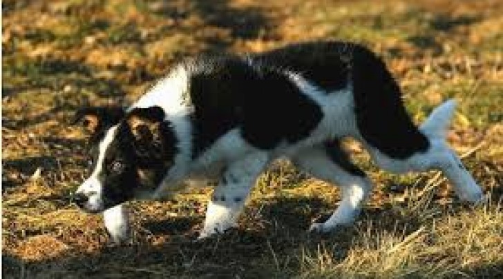 Border collie