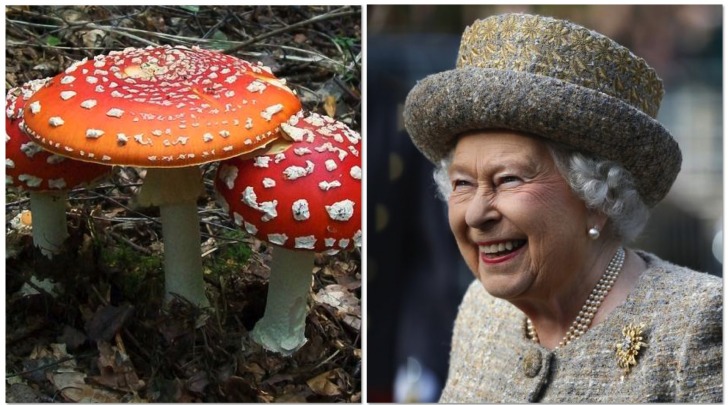 Hallucinogenic Mushrooms At Buckingham Palace Garden