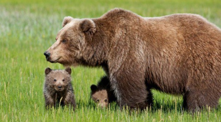 Orso Bruno