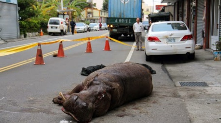 Ippopotamo attacco di panico