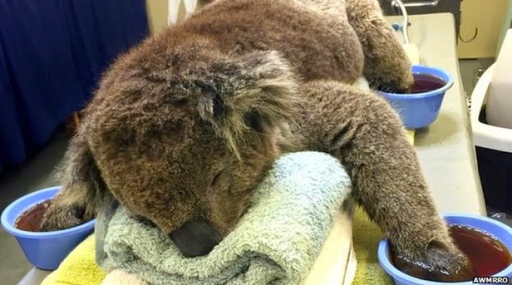Jeremy il koala