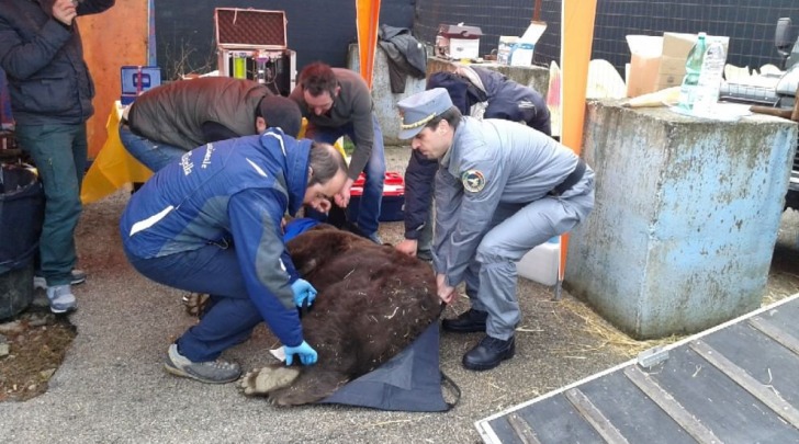 trasferimento orsa Caterina