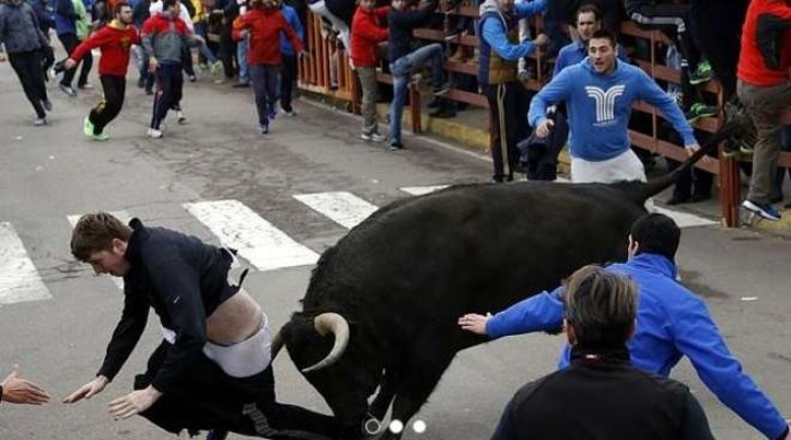 Salamanca, il toro incorna e ferisce gravemente un ventenne