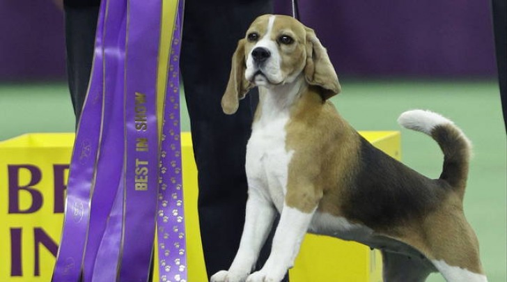 Miss P, il cane pi bello del mondo un beagle