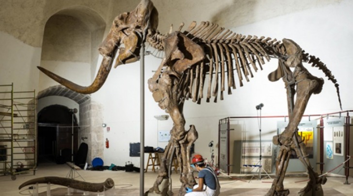 restauro mammuthus