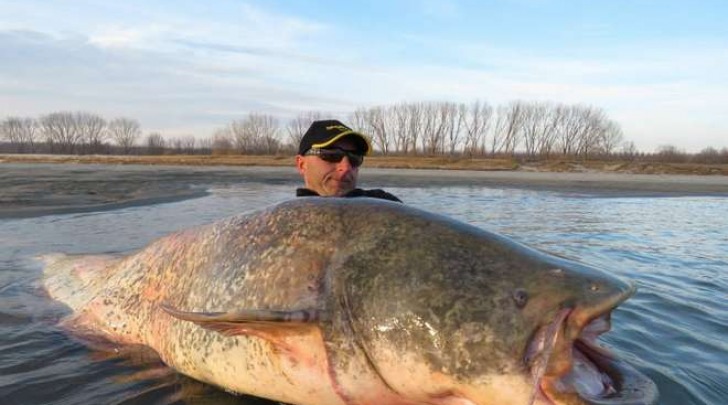 Il pesce siluro pescato sul Po da due gemelli (Facebook)