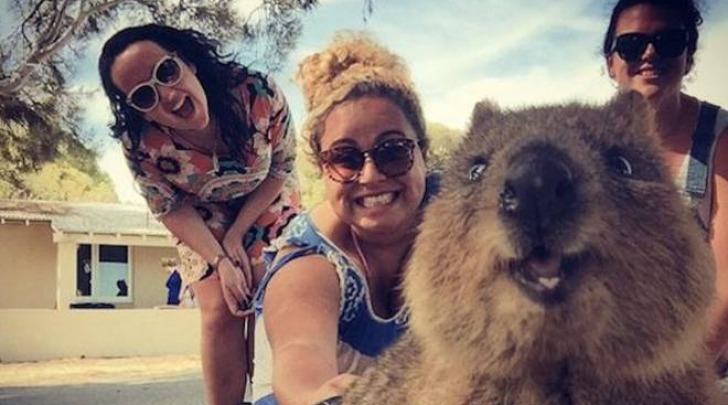 I selfie con il quokka