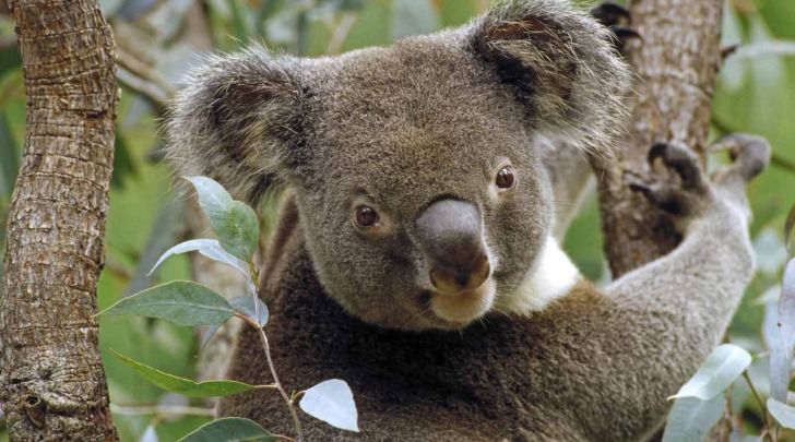 koala