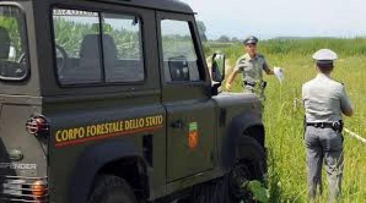 Forestale