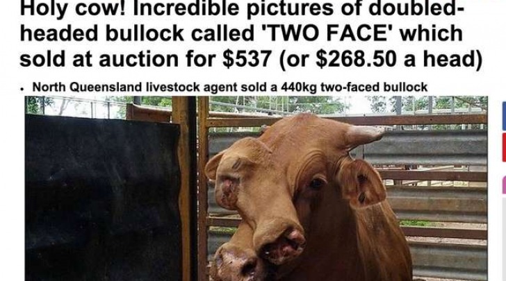 Il toro bifronte di 440 kg venduto al mattatoio (MailOnline)