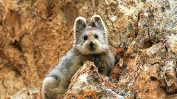 Il pika di Ili è uno degli animali più misteriosi del pianeta.