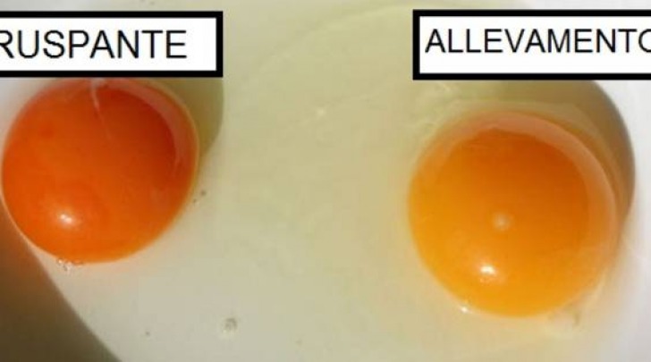 Uova, come cambia il colore del tuorlo